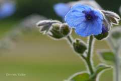 Paracaryum malabaricum